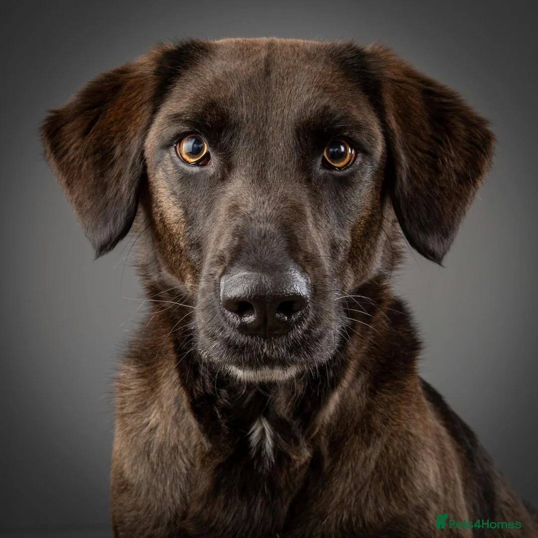 Mixed Breed dogs for adoption: MAISIE –   4 Years Old, Mixed Breed Girl  in Stanley - Advert 1