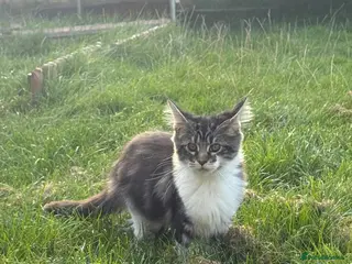 Maine Coon cats Beautiful Maine Coon Kittens – Born 19 June 2026 - Advert 8