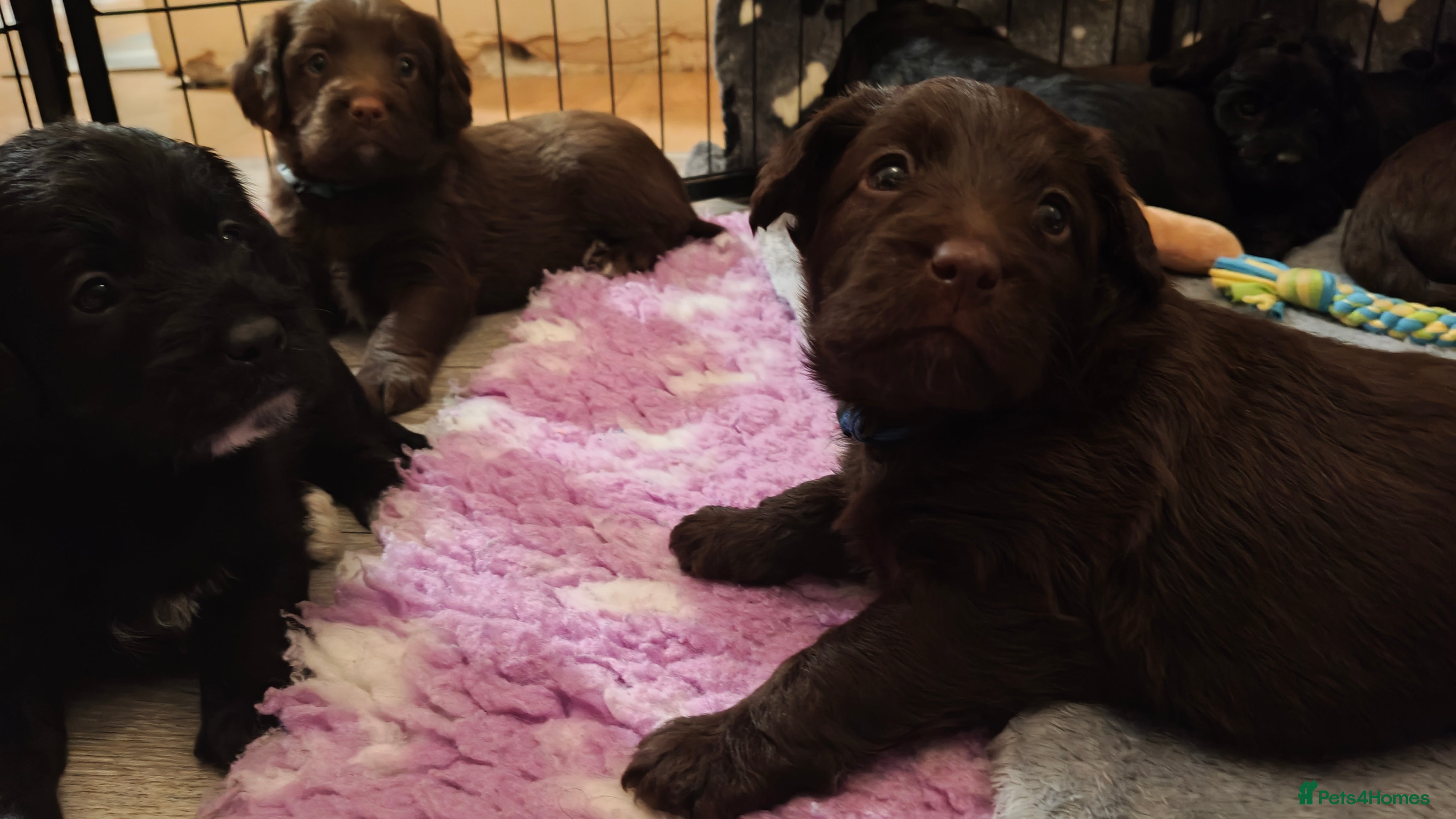 Mixed Breed dogs ✨DNA-Clear Australian Labradoodles✨ - Advert 12