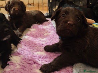 Mixed Breed dogs ✨DNA-Clear Australian Labradoodles✨ - Advert 12