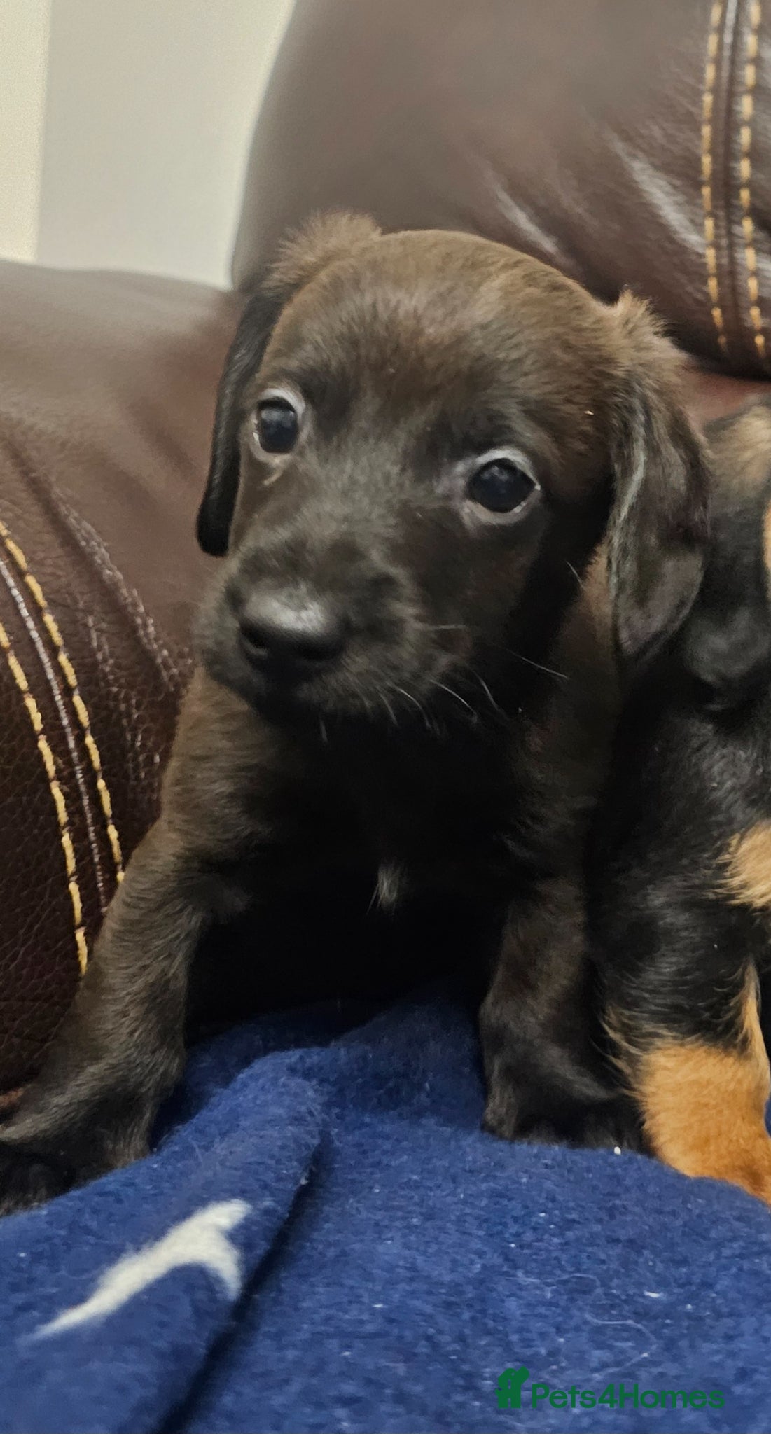 Doxiepoo dogs Doxiepoo puppies - Advert 2