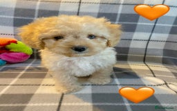 Cavapoo dogs for sale: 💖 Top Quality F1B Cavapoo Puppies DNA TESTED 💖 - Image 9