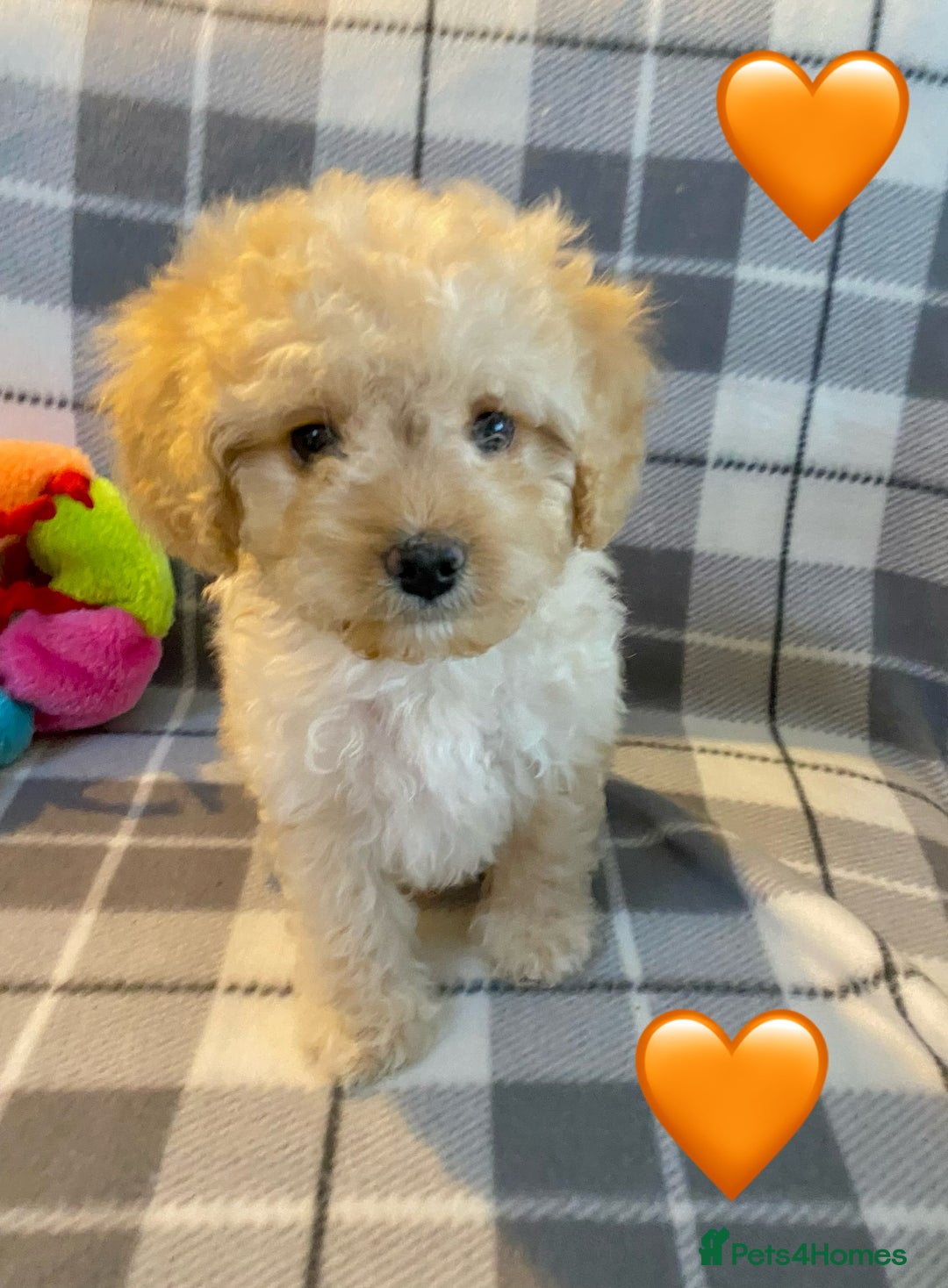 Cavapoo dogs for sale: 💖 Top Quality F1B Cavapoo Puppies DNA TESTED 💖 - Image 9