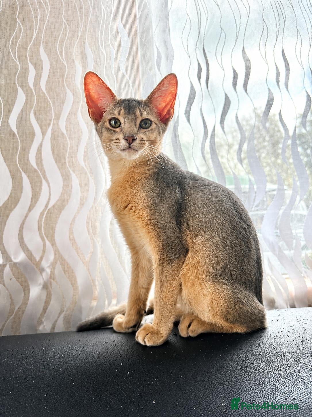 Abyssinian cats Just left one blue Boy Abyssinian Kittens  - Advert 2