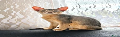 💙 Blue Abyssinian Boy 💙  Altai           