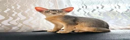 Abyssinian cats for sale: Just left one blue Boy Abyssinian Kittens  - Advert 2