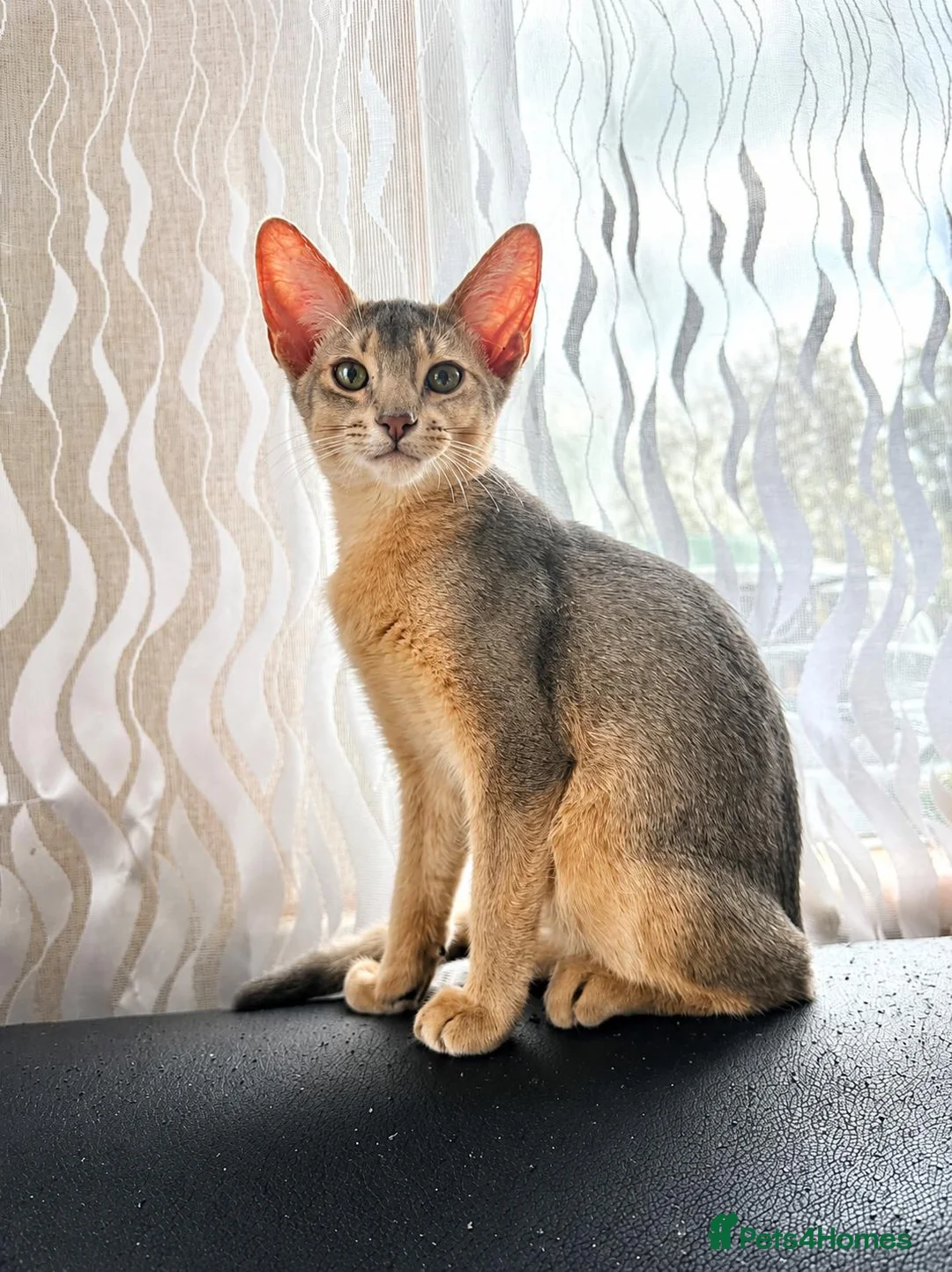 Abyssinian cats for sale: Just left one blue Boy Abyssinian Kittens  - Advert 2