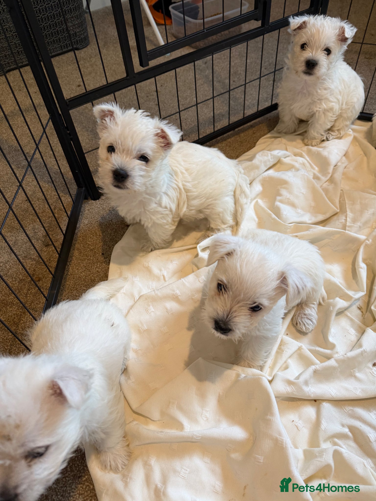 West Highland Terrier dogs for sale: Beautiful Westies - Advert 14