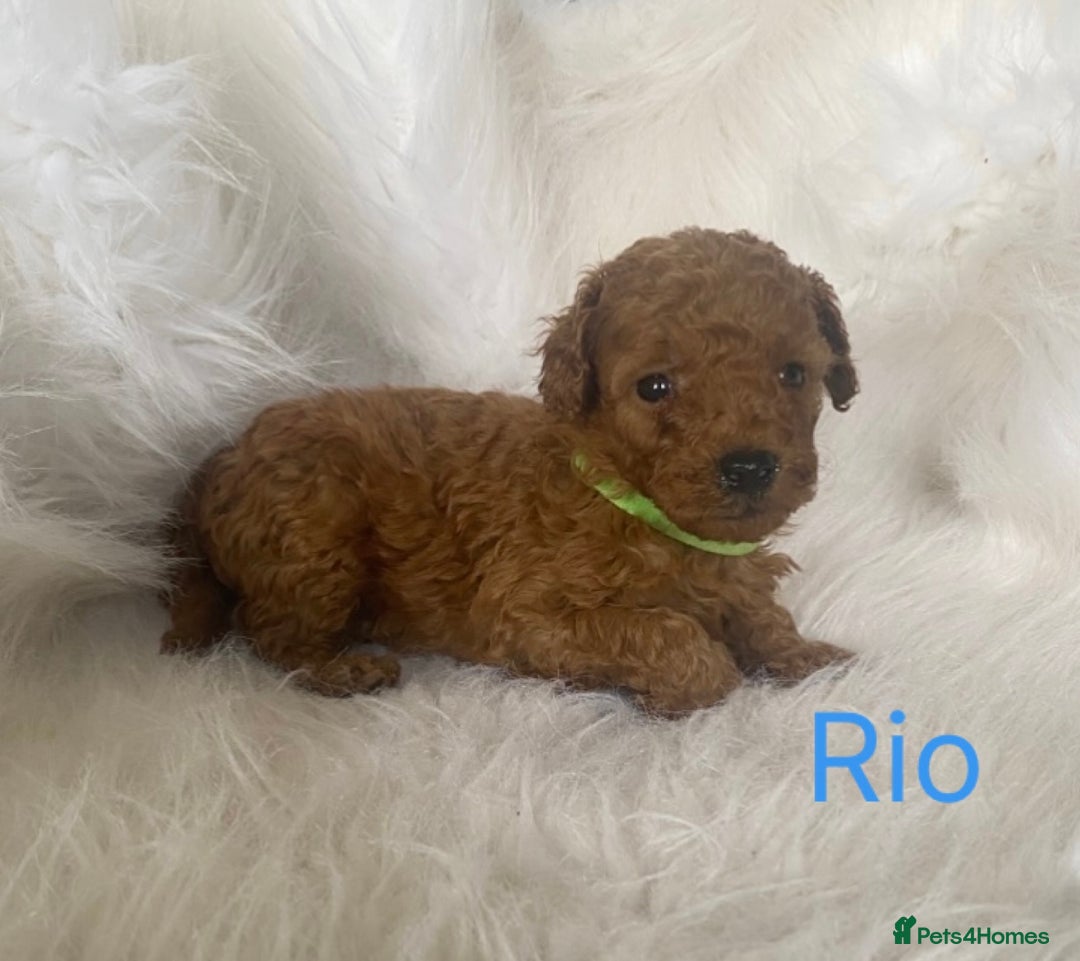 Miniature Poodle dogs for sale: Gorgeous Red Minature Poodles Puppies  - Image 18