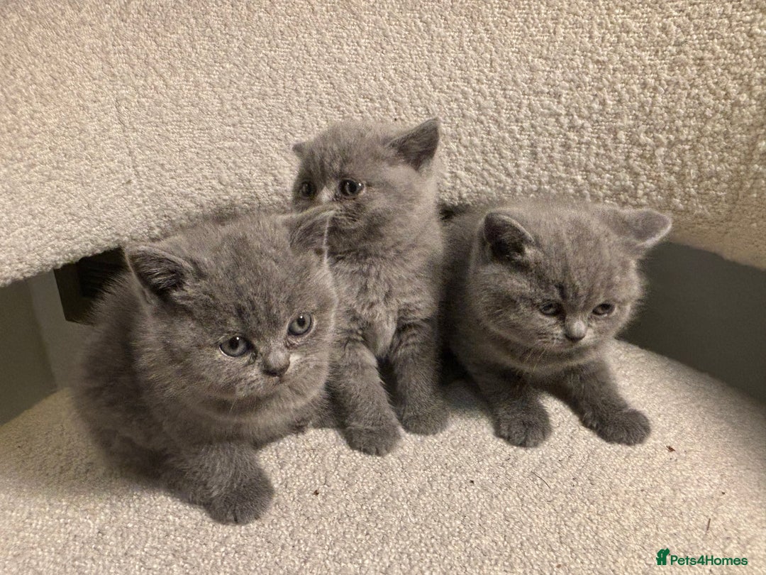 British Shorthair cats for sale: Only 1 girl left!! Pure British shorthair kittens  - Advert 3
