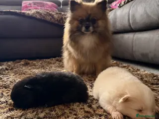 Pomeranian dogs Pomeranian 🧸 - Advert 6