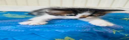 Mixed Breed cats for sale: cute kitten - Advert 1