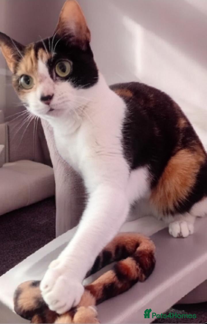 Mixed Breed cats Bella available for adoption  - Advert 6