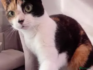 Mixed Breed cats Bella available for adoption - Advert 6