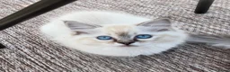 Ragdoll cats for sale: Ragdolls Mink Sepia TICA Cherubims Quality  - Advert 12