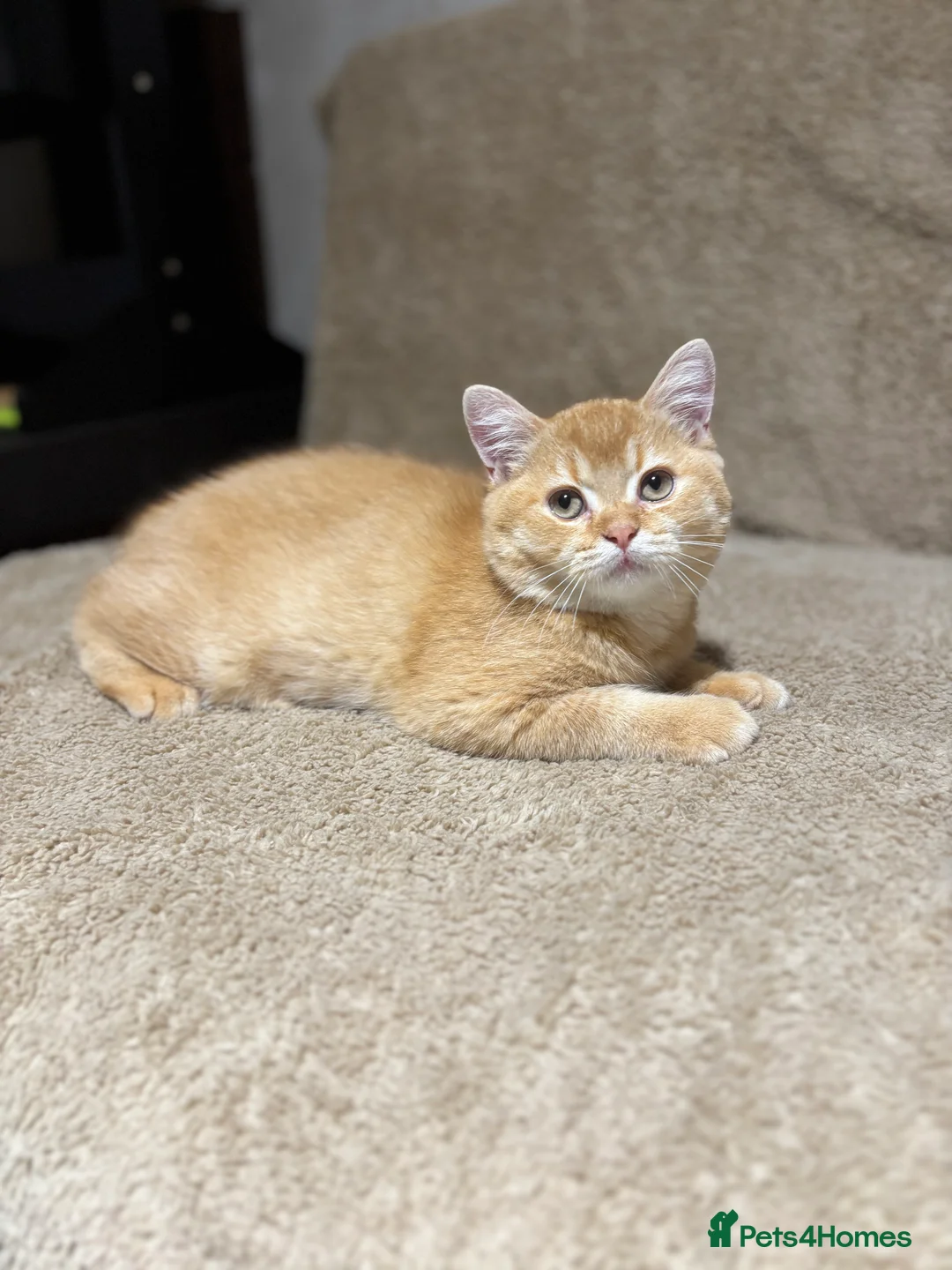 British Shorthair cats for sale: Ready to go! in Pontefract - Advert 2