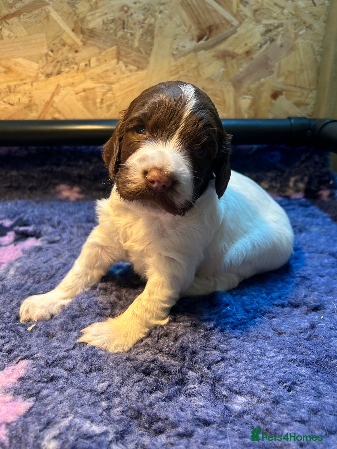 English Springer Spaniel dogs for sale: Working Springer Spaniel Puppies  - Advert 14