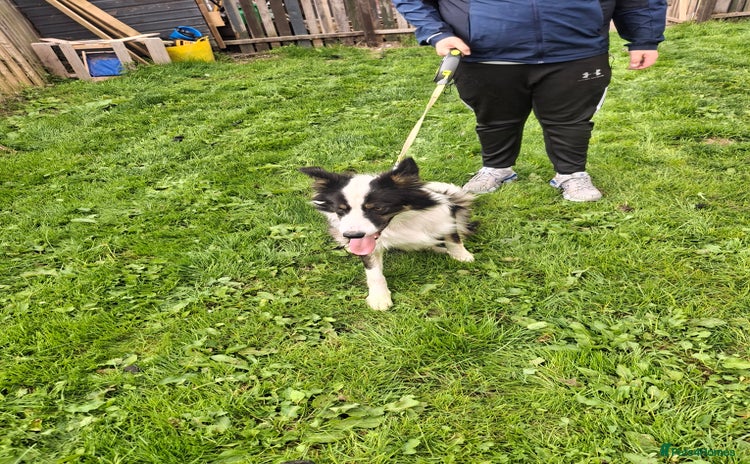 Border Collie dogs - Advert 1