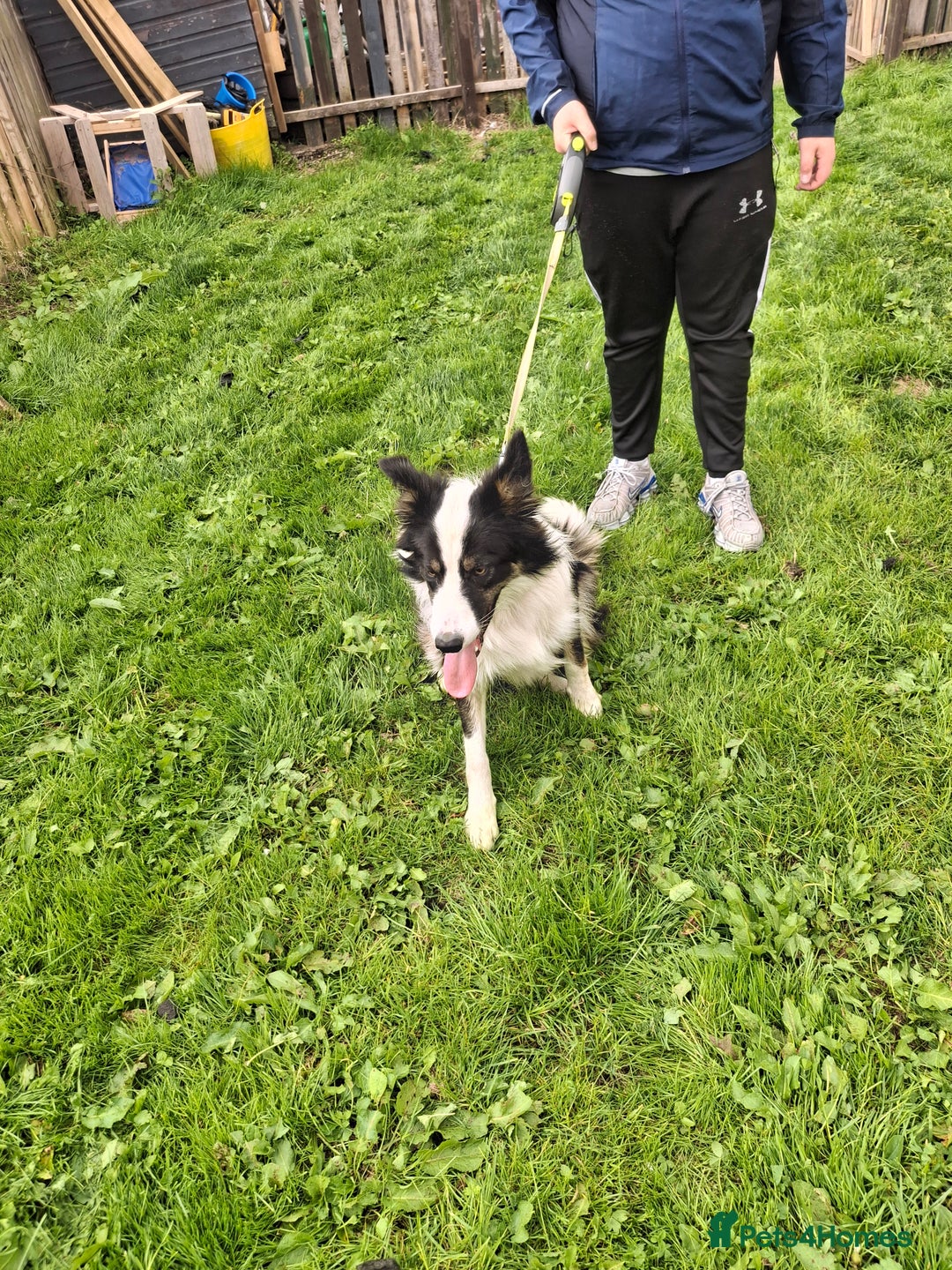 Border Collie dogs for sale: Border collie - Image 1