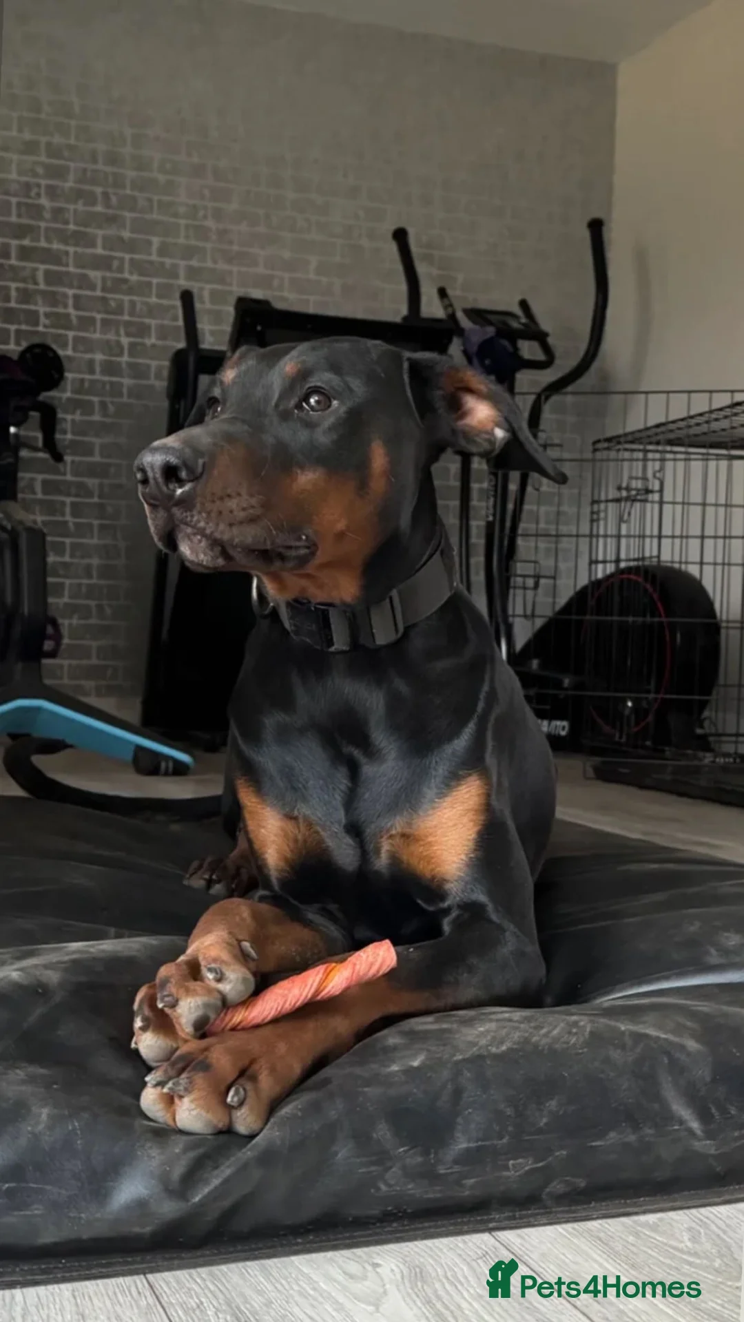 Dobermann dogs for sale: Doberman for sale  - Advert 3