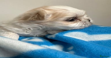 Shih Tzu dogs - Advert 8