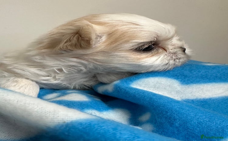 Shih Tzu dogs - Advert 2