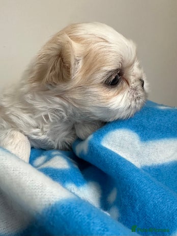 Shih Tzu dogs - Advert 2