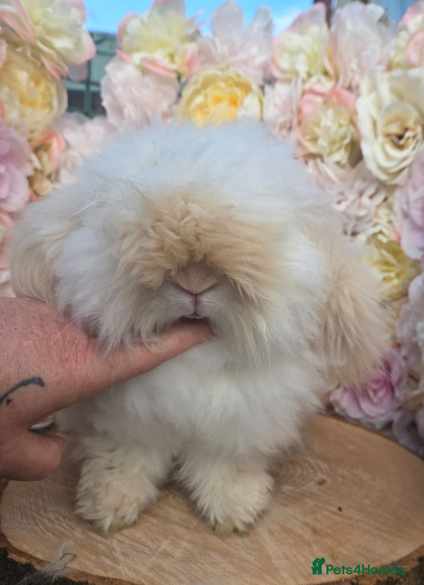Angora rabbits for sale: Teddywidders - Advert 25