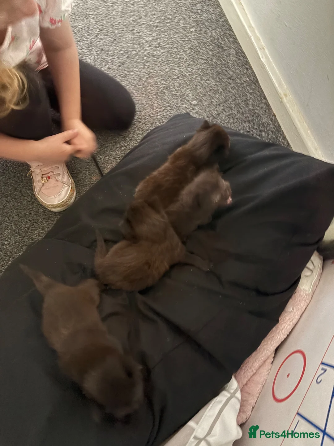 Mixed Breed cats for sale: Kittens - Advert 3