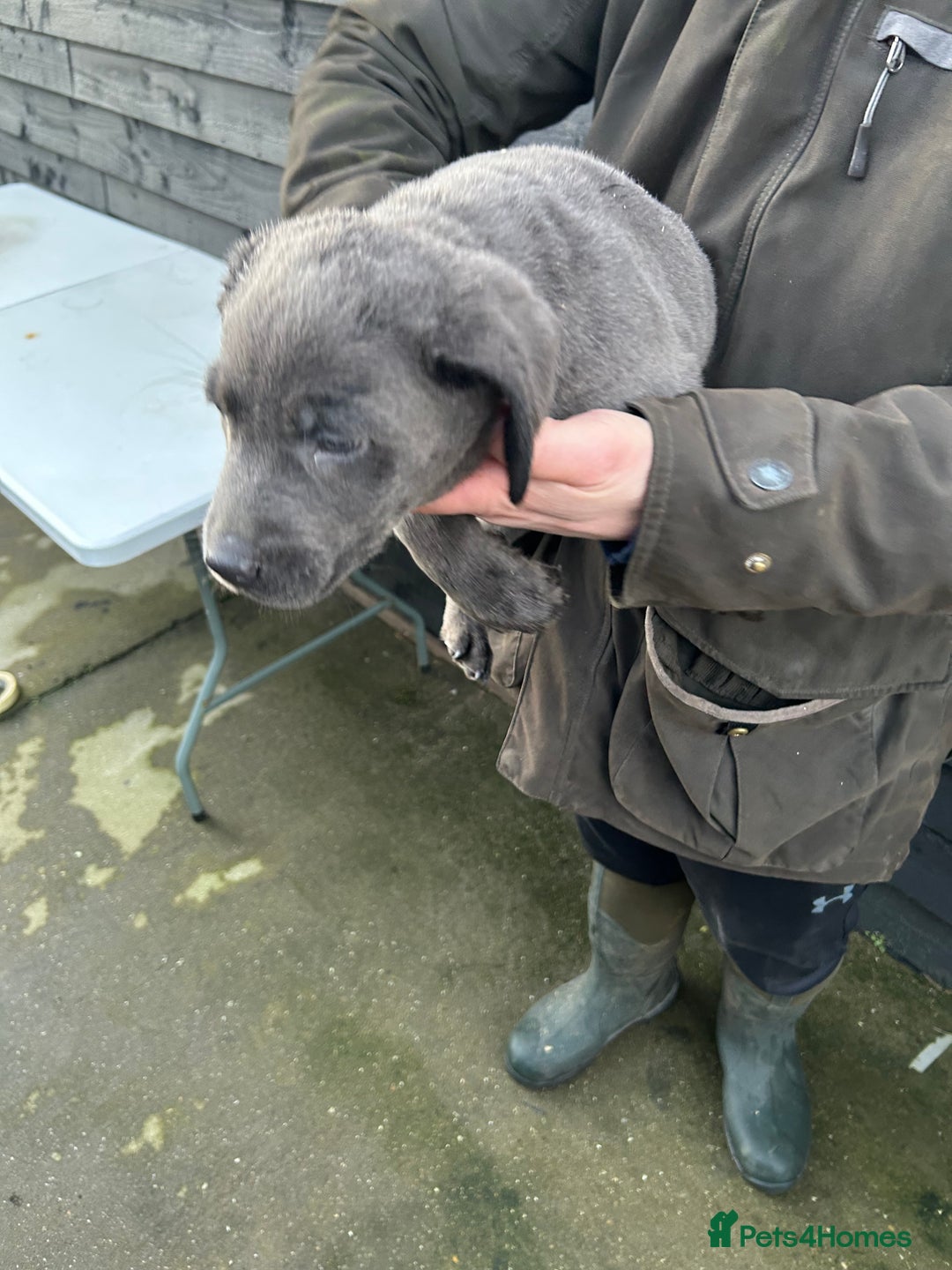 Labrador Retriever dogs for sale: Labrador puppies  - Advert 5