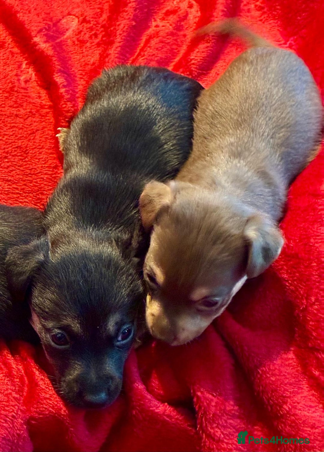 Jack Russell dogs for sale: Miniature Jack Russel Pups for sale - Advert 12