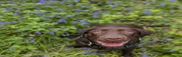 Labrador Retriever dogs for sale: Working line lab  in Sheffield - Advert 1