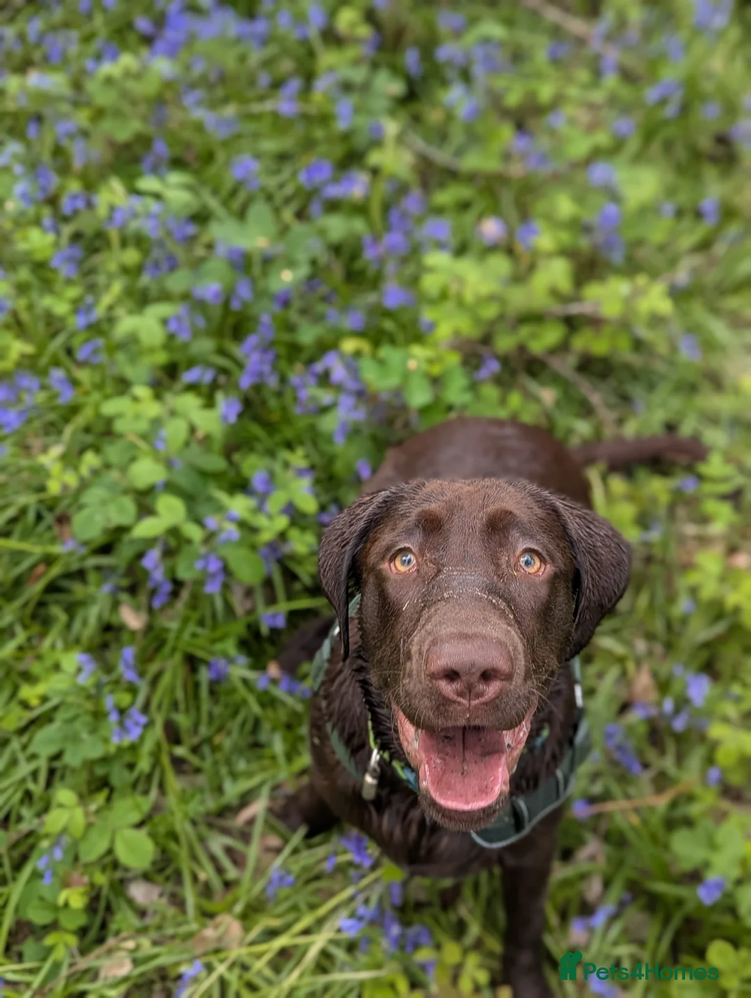 Labrador Retriever dogs for sale: Working line lab  in Sheffield - Advert 1