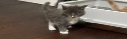 Maine Coon cats for sale: Maine coon kittens - Advert 9