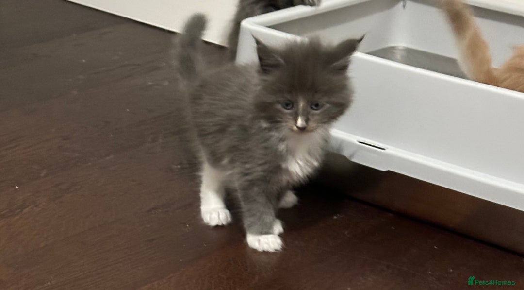 Maine Coon cats for sale: Maine coon kittens - Advert 9