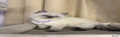Ragdoll 3