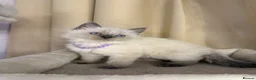 Ragdoll cats for sale: 💙 Stunning Purebred Ragdoll kittens  - Advert 22