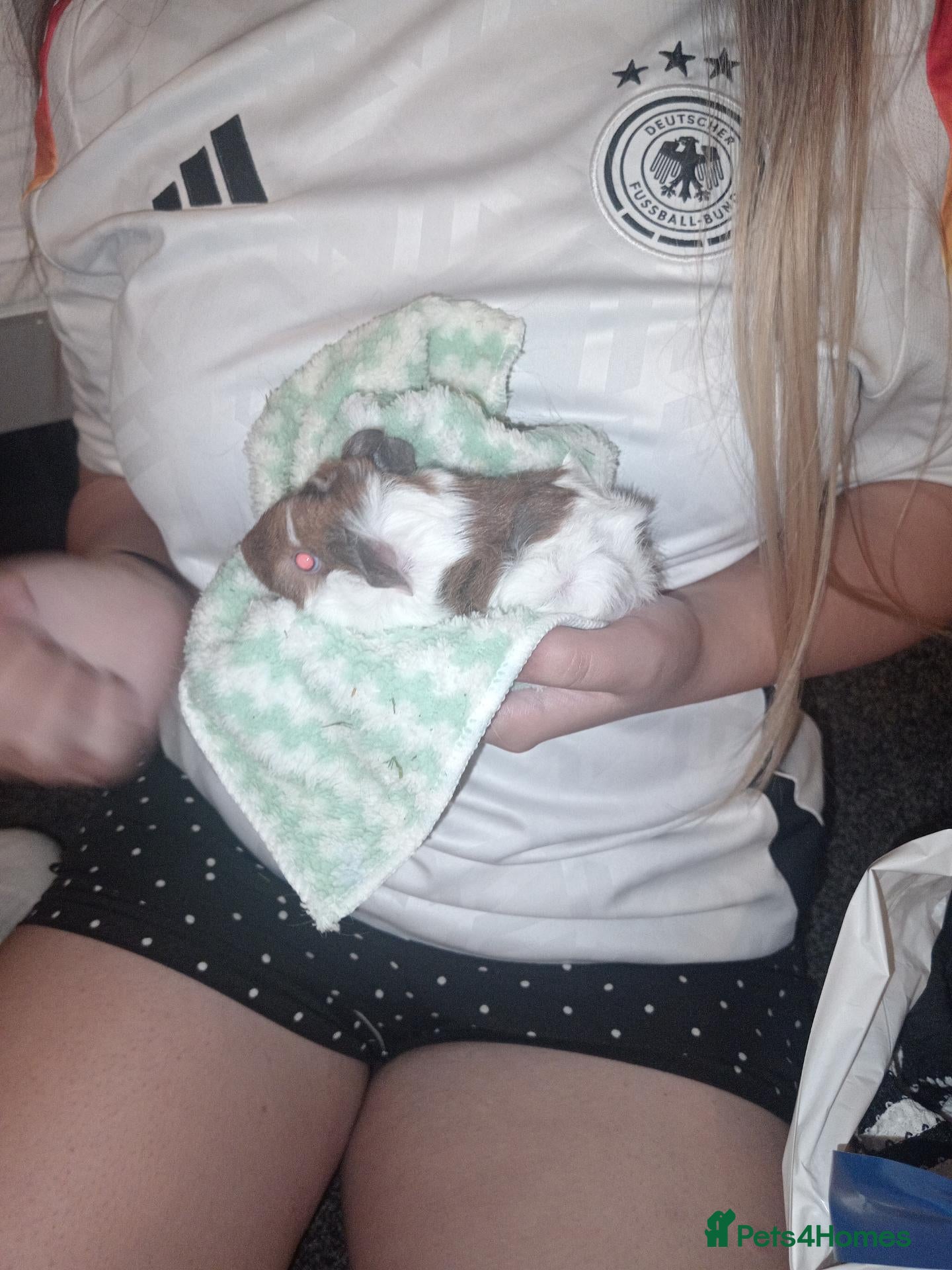 Guinea Pig rodents for sale: Baby boy guinea pig - Advert 1