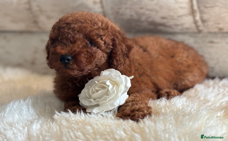 Toy Poodle dogs - Advert 1