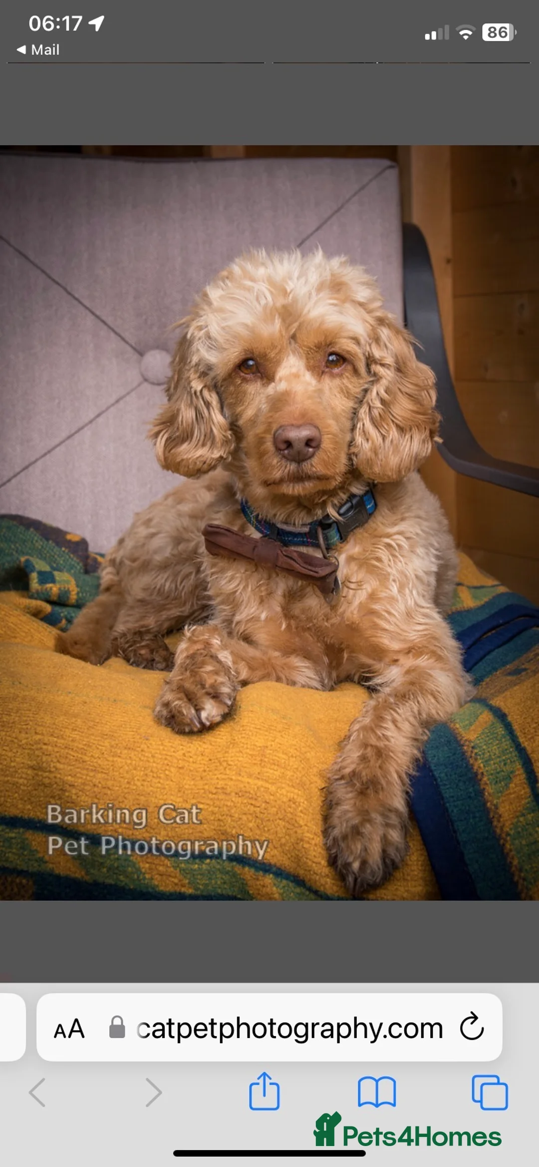 Cockapoo dogs for stud: BAXTER Makes Beautiful Babies 🐾 in Haddington - Advert 26
