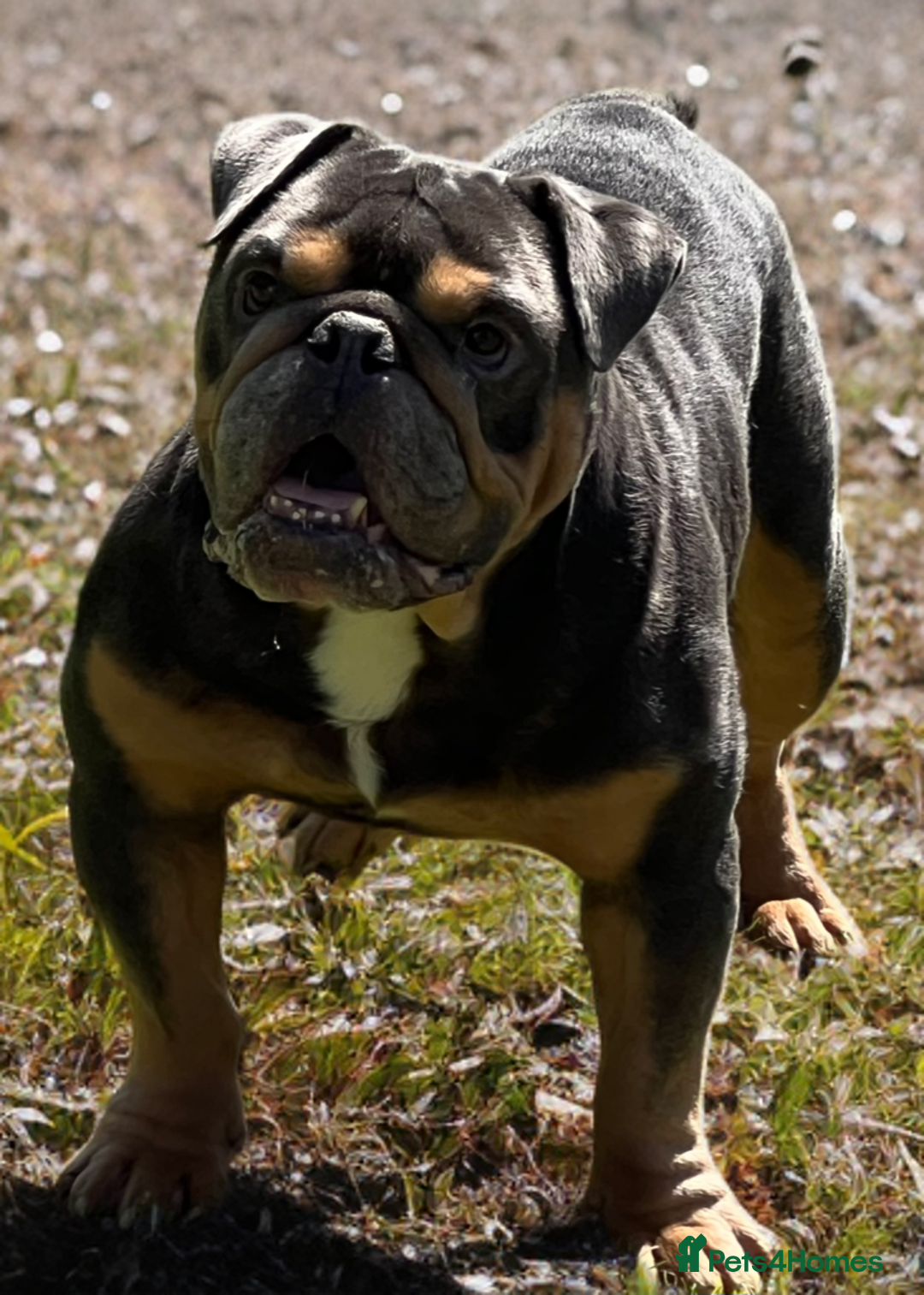 English Bulldog dogs for sale: FOR SALE amazing English bulldog stud dog - Image 4