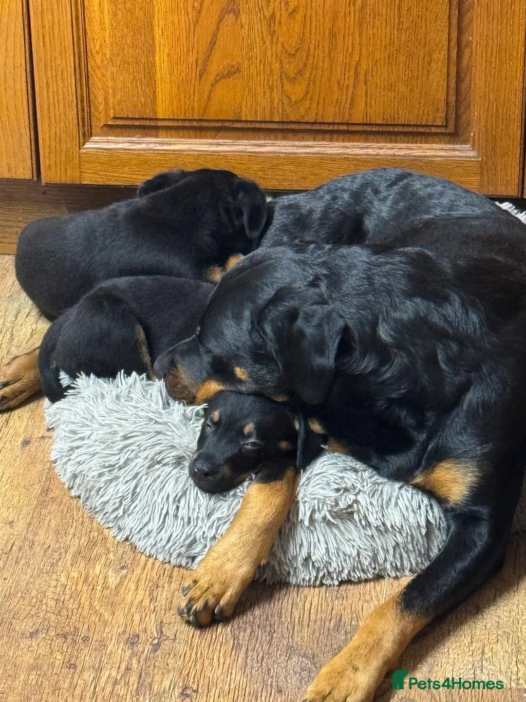 Rottweiler dogs for sale: 2 fluffy cuddly Rottweiler puppies available  - Advert 8