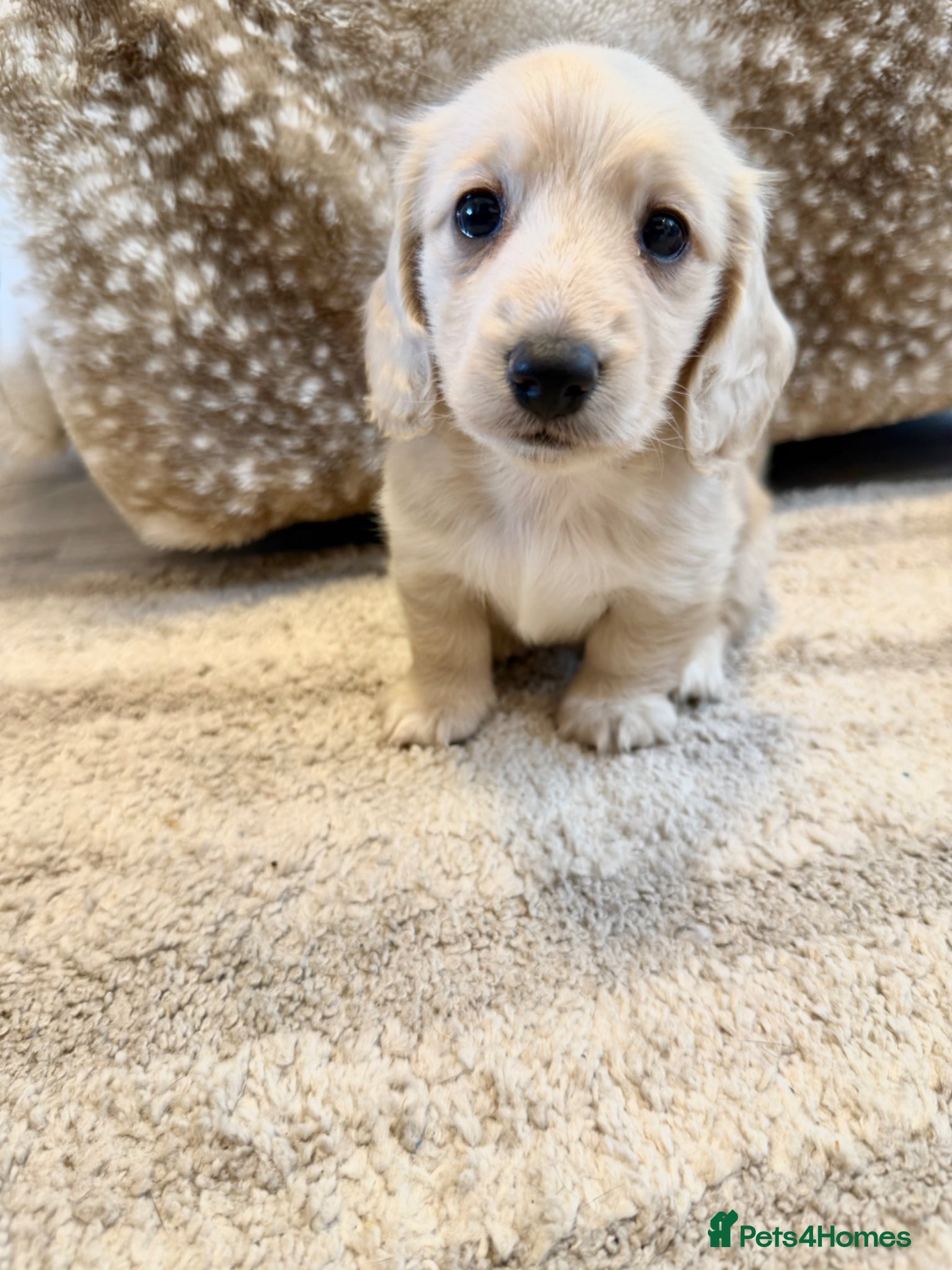 Miniature Dachshund dogs ✨🩷 absolutely STUNNING full long hair light cream - Advert 1