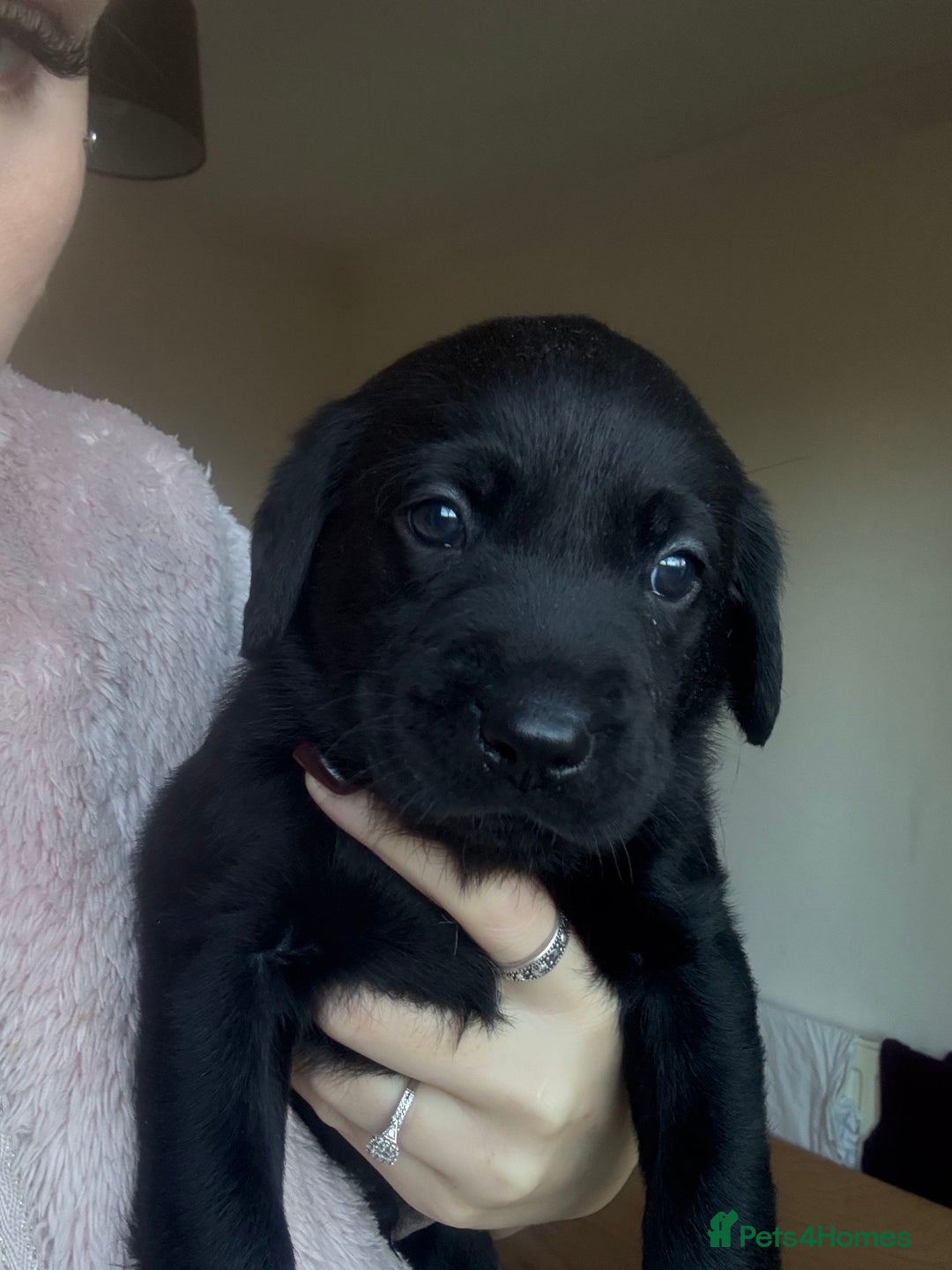 Labrador Retriever dogs for sale: Labrador puppies.  - Advert 28