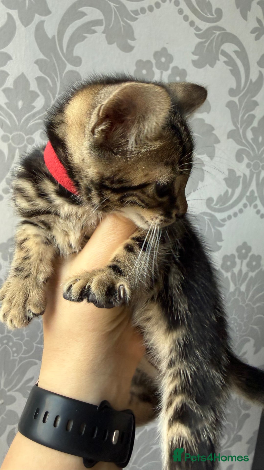 Mixed Breed cats for sale: Mixed bengal kittens - Advert 31