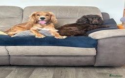 Cocker Spaniel dogs for sale: Kc Cocker spaniel puppies - Image 5