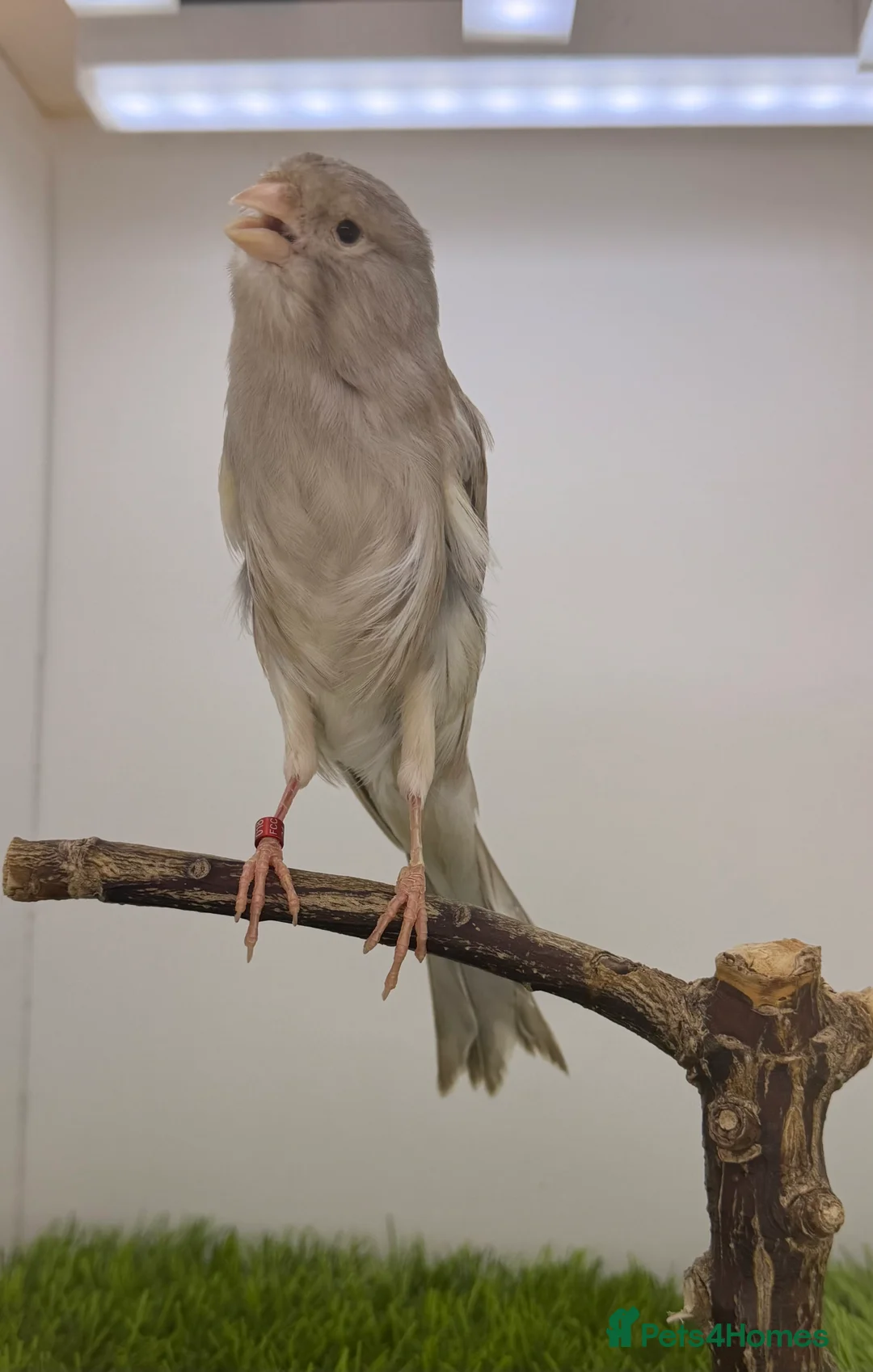 Finches birds for sale: Persian canary’s pairs-hens-and male available - Advert 1