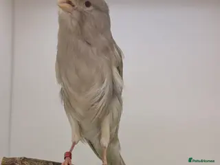 Finches birds Persian canary’s pairs-hens-and male available - Advert 20