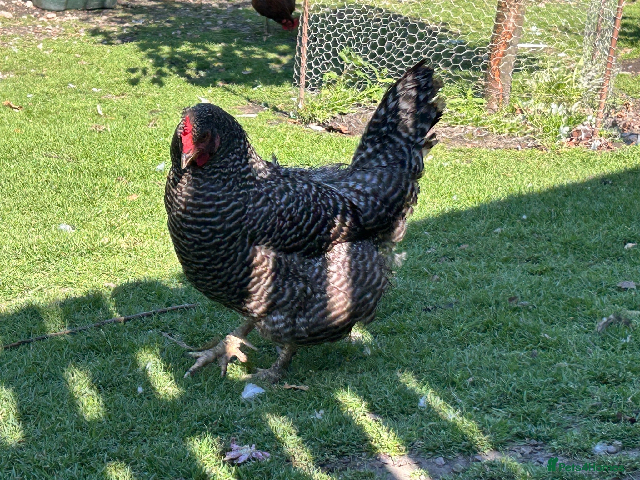 Chickens poultry Cuckoo maran friendly hen - Advert 17