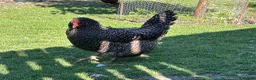 Chickens poultry for sale: Cuckoo maran friendly hen in Rotherham - Advert 1